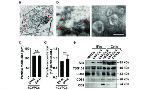 identification of extracellular vesicles evs secreted by hesc cvpcs download scientific