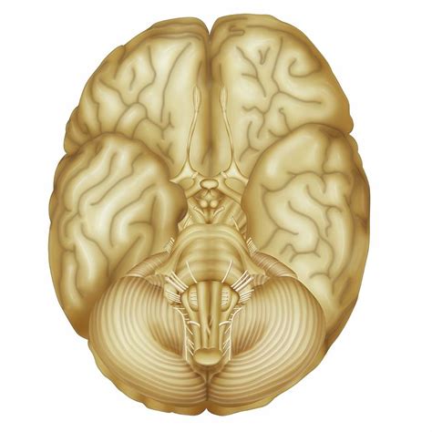 Human Brain Photograph By Maurizio De Angelis Science Photo Library