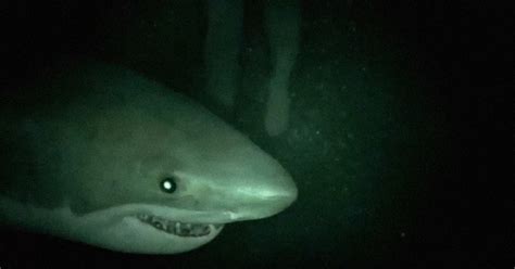 best horror movies about sharks popsugar entertainment