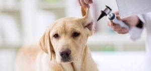 Otitis En Perros Causas Tratamiento Y Prevenci N De La Enfermedad Razas De Perros