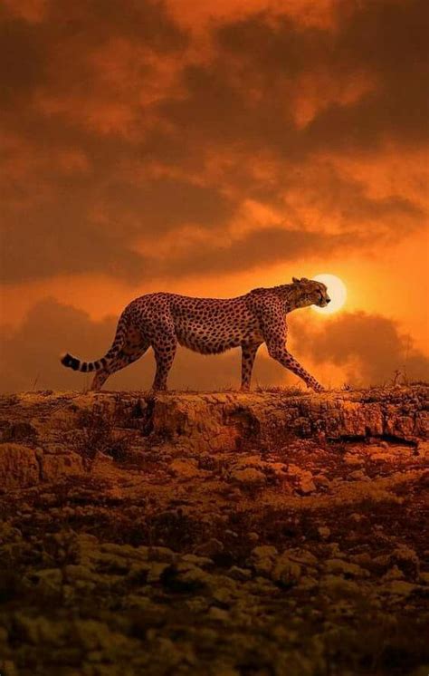 Cheetah In The Light Of An African Sunset Nature Animals Animals And