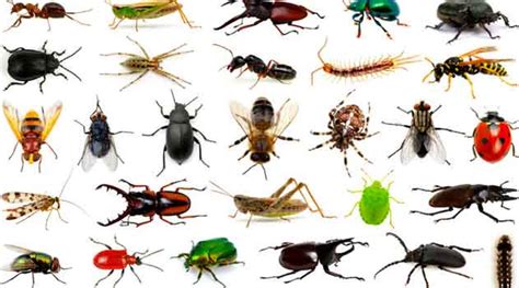 Porque Insetos São Importantes Entomologia E Ecologia Biólogo