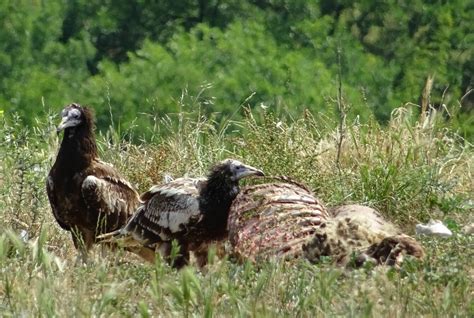 Interesting Observations Of Black Vultures In The Balkans Vulture