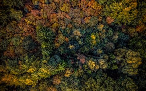 Download 3840x2400 Wallpaper Autumn Trees Forest Aerial View 4k 4