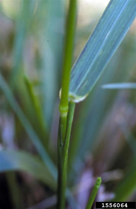 Tall Fescue Festuca Arundinacea Cyperales Poaceae 1556064