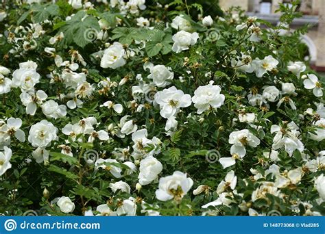 White Beautiful Flower Wild Rose On A Background Of Leaves Blooms In