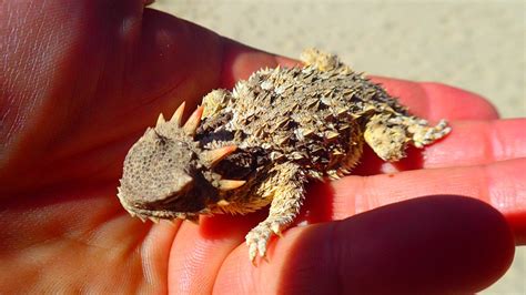 Horned Lizards Masters Of Defense