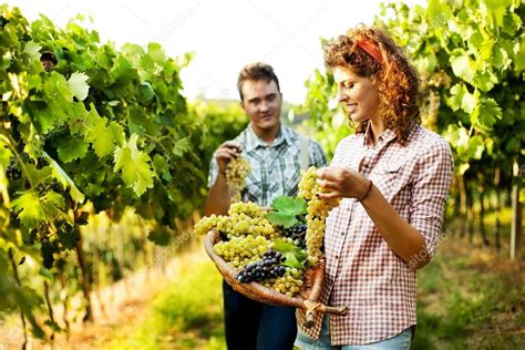 Farmers Harvesting Grapes In A Vineyard ⬇ Stock Photo Image By