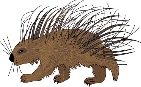 Vector Illustration Of The Cartoon Of The Wildlife Porcupine Clip Art