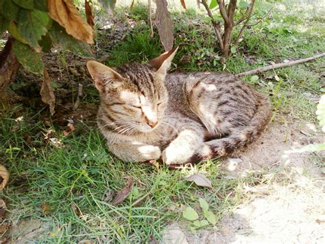 cat breeds   identify pet cats pethelpful