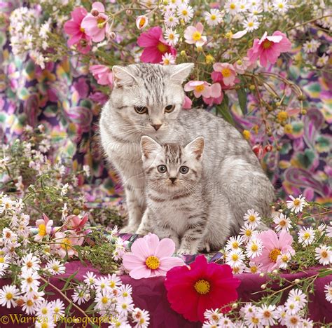 Mother Silver Tabby Cat And Kitten Among Flowers Photo Wp15914
