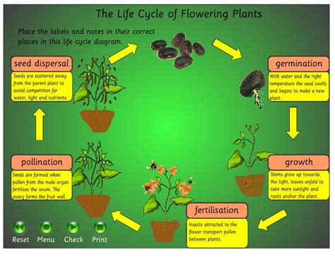 Identification of applicable legal or regulatory requirements or constraints; Pollination Learning Station- Life Cycle of Plants ...