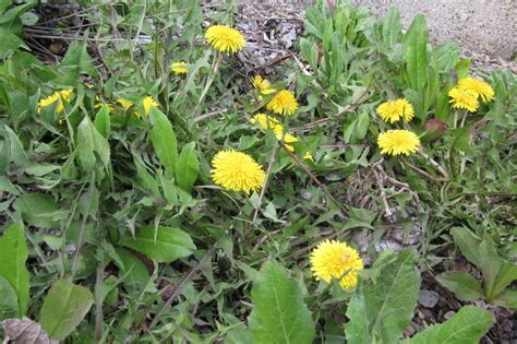 Thin flower stalks send up small, white flowers that produce numerous needlelike seed pods. Twelve common weeds | HGTV