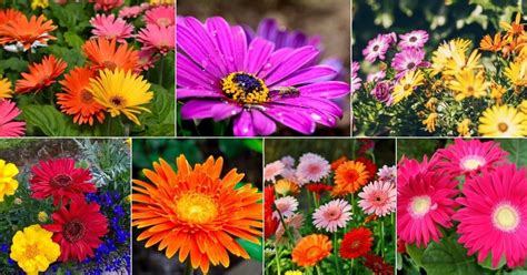 A Comprehensive Guide To Growing And Caring For Gerbera Daisies Tips And Techniques For
