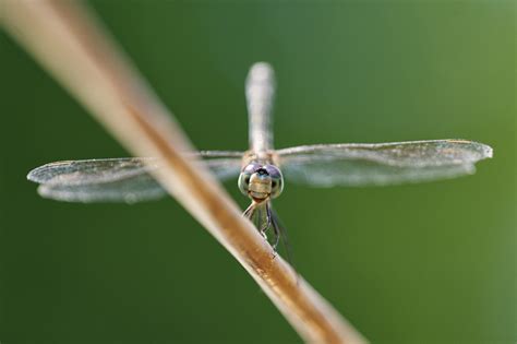 Dragonfly Pepperberryfarm Flickr