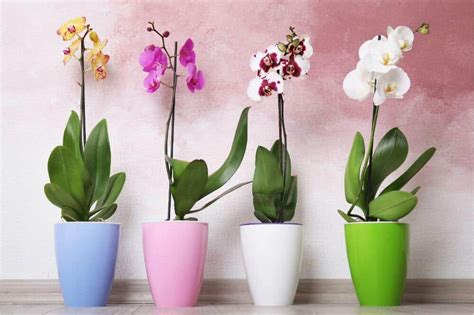 Are orchids poisonous to cats? Are Orchids Poisonous to Cats?