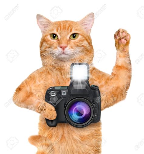 Photographer Cat Holding A Camera Cats Photographer Photo
