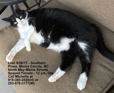 lost cat black  white cat  southern pines pets thepilotcom