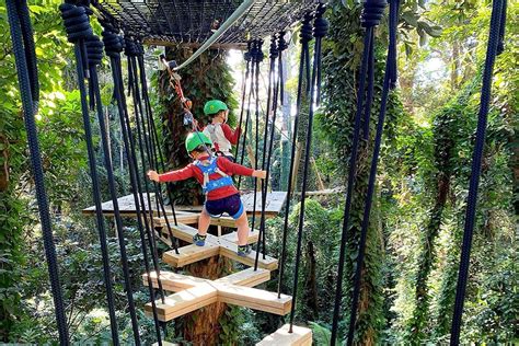 Treetop Challenge Juniors Sunshine Coast Must Do Brisbane
