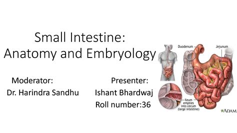 Solution Small Intestine Anatomy And Embryology Studypool