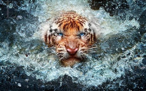 Download and use 20,000+ wildlife stock photos for free. Wildlife Backgrounds for Desktop ·① WallpaperTag
