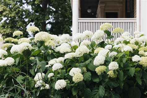 Incrediball Hydrangea Plant Care And Growing Guide