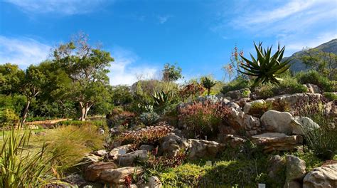 Kirstenbosch National Botanical Gardens In Cape Town Tours And