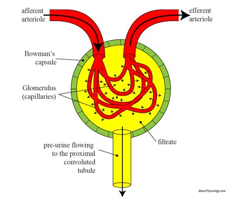 The Renal Corpuscle And Its Function In Blood Filtration Steve Gallik