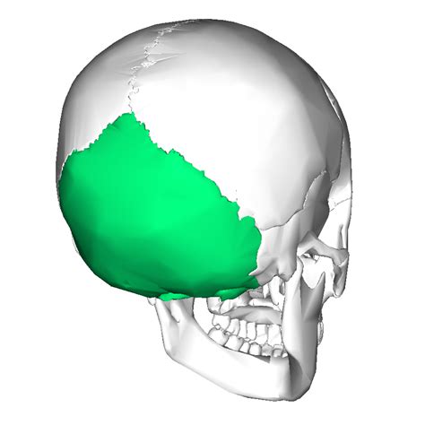 Occipital Bone Anatomy