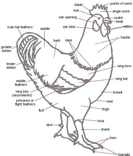 Anatomy of the spine and back. diagram of cow 4H - Yahoo Search Results | Chicken anatomy ...