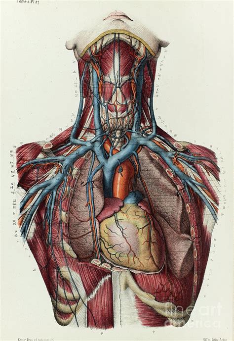Chest Venous Anatomy