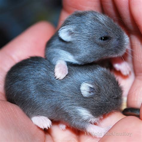 Philadelphia Hamster Campbells Dwarf Hamsters Available Now