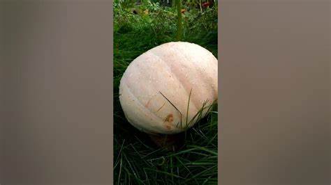 Диета на дынная тыква : розовый банан, дынная, детвора и зимняя сладкая на 7 сентября тыква : розовый банан, дынная, детвора и зимняя сладкая на 7 сентября Диета на дынная