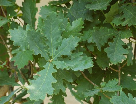 Trees Planet Quercus Robur Pedunculate Oak English Oak