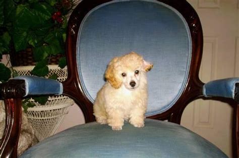 100 Toy Poodle Cream Apricot Female Gorgeous For Sale In Port