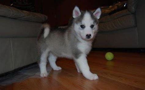 We are excited that you want to add one of our beloved dogs into your family, and we are equally as excited to place one of our we always consider this when placing a husky in their new home. Cute AKC registered Siberian Husky For Adoption for Sale ...