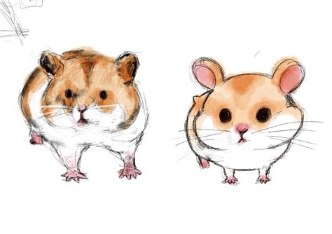 Hamster Anatomy