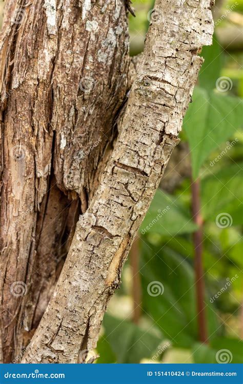 Tree Trunk And Its Diagonal Branch Stock Photo Image Of Tree Wood