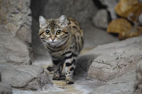 Saving The Worlds Deadliest Cat Cincinnati Zoo Blog