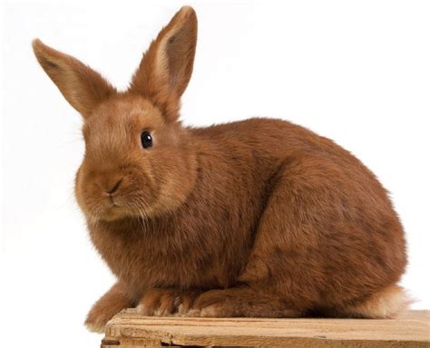 Brown Chestnut Of Lorraine Rabbit Facts Lifespan Behavior And Care