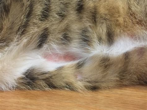 Understanding And Addressing Bald Spots On Cats Puainta®