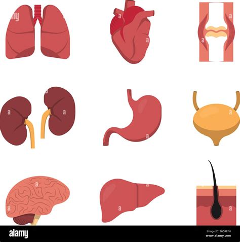 Flat Icon For Medical Design Human Organs Set Vector Collection