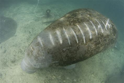 Florida Manatees Are Starving And Injured Whos To Blame
