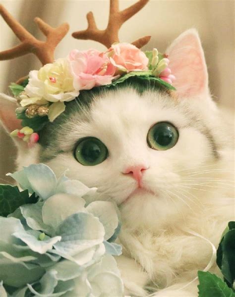 Beautiful Kitten Beautiful Cute Cat Pictures 50 Pictures Of The Most
