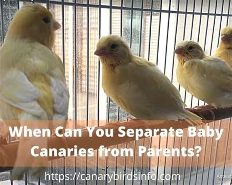 When Can You Separate Baby Canaries From Parents 2 Best Methods
