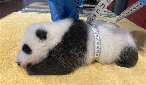 Getting Girthy National Zoos Panda Cub Growing Fast Wtop News