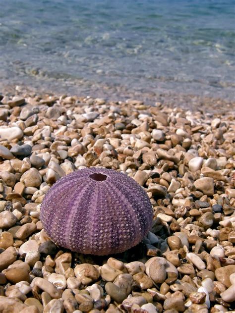 Pink Sea Urchin Stock Photo Image Of Body Ellipsoid 12994086
