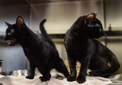 Na Fc Animal Shelter Offering Free Black Cats Monday News