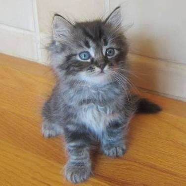 They love to play and seek the attention of their caregiver or companion, but they do not overly demand it. Siberian Kittens (Hypoallergenic, Health Guarantee, USA ...