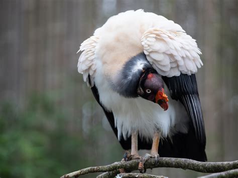 King Vulture Emerald Park Theme Park And Zoo